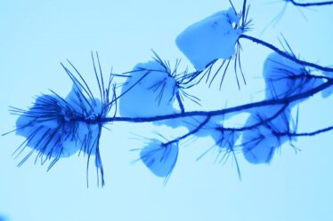 Il ramo di un pino innevato. Blocchi di neve bianca intorno agli aghi su sfondo blu.