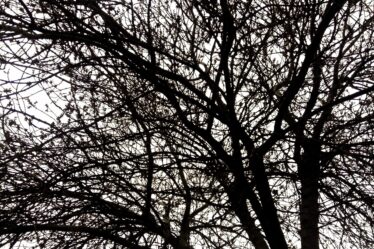 Albero senza foglie in inverno, con cielo grigio
