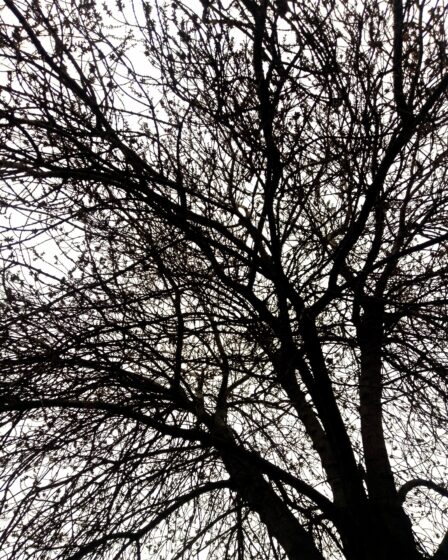Albero senza foglie in inverno, con cielo grigio