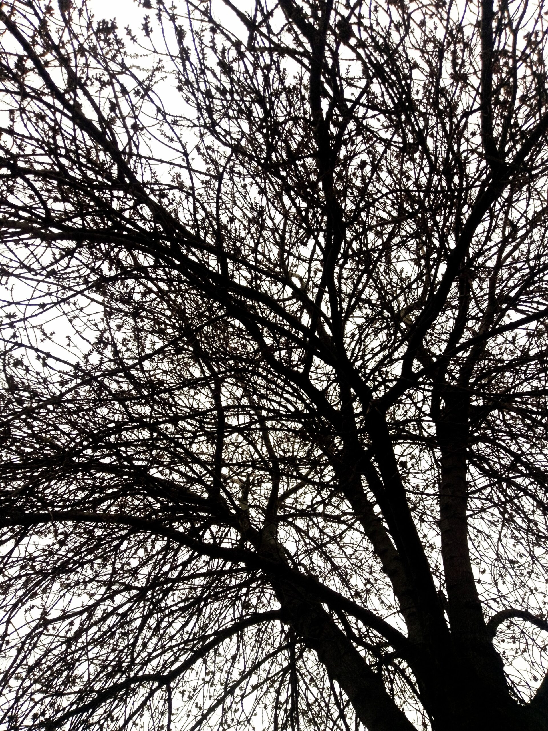 Albero senza foglie in inverno, con cielo grigio